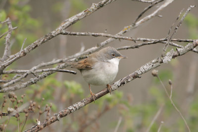 Sterpazzola (Whitethroat)