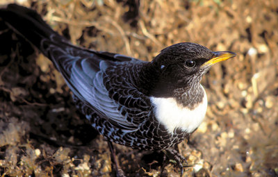 Merlo dal Collare (Ring Ouzel)_ 2.jpg