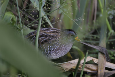 Voltolino ( Spotted crake)