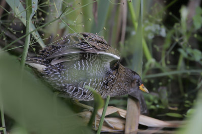 Voltolino ( Spotted crake) b_005