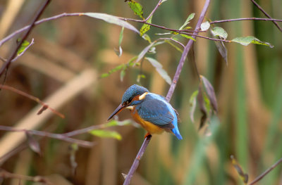 Martin pescatore ( Kingfisher)