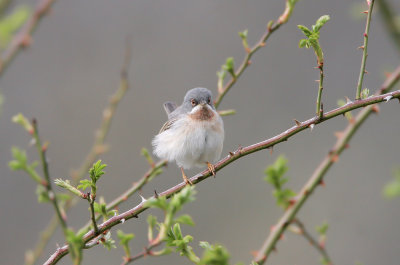 Sterpazzolina (Subalpine warbler - female) c_003