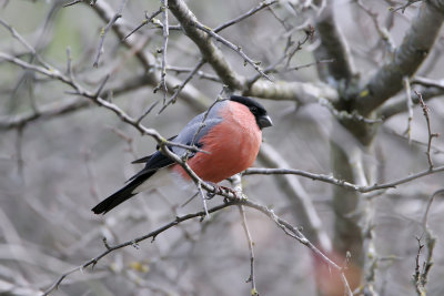 Ciuffolotto (Bullfinch)_001.jpg