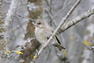 Verdone (Greenfinch) female 2_002.jpg