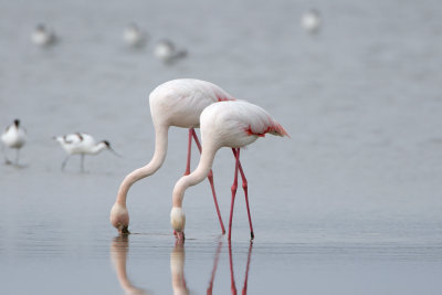 Fenicottero (Greater flamingo)_004.jpg