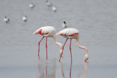 Fenicottero (Greater flamingo)_013.jpg