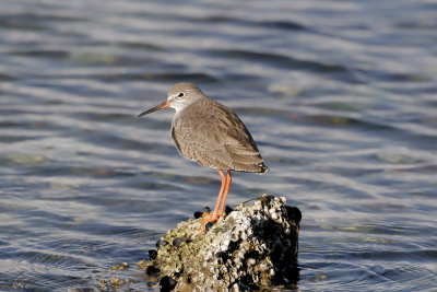 Pettegola (Redshank) _011.jpg