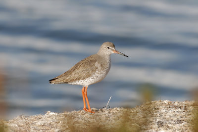 Pettegola (Redshank)_015.jpg