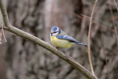 Cinciarella ( Blue Tit) _001.jpg