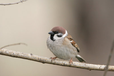 Passera mattugia ( Tree sparrow)_008.jpg