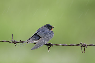 Rondine ( Barn Swallow) -008.jpg
