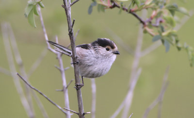 Codibugnolo (Long-Tailed Tit)_002.jpg