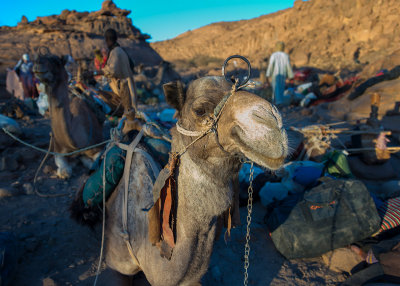  dromedary 2