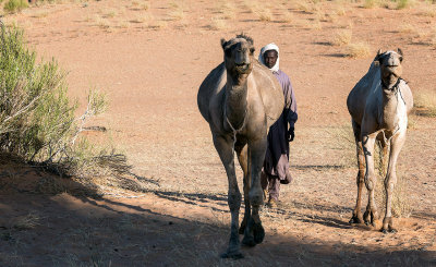 Camels are coming !