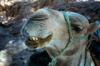  dromedary