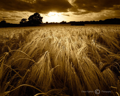 Barley field