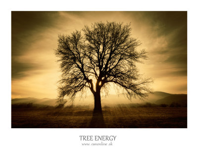 tree-energy.jpg