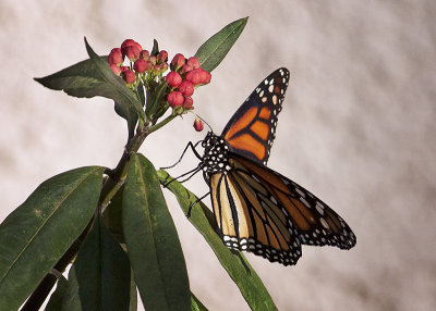 Monarch Butterfly 