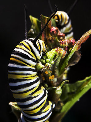 Monarch Butterfly Larvae