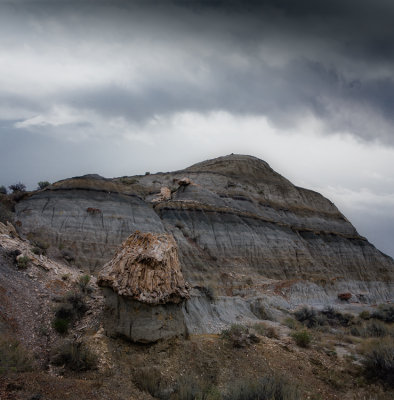 Roosevelt NP