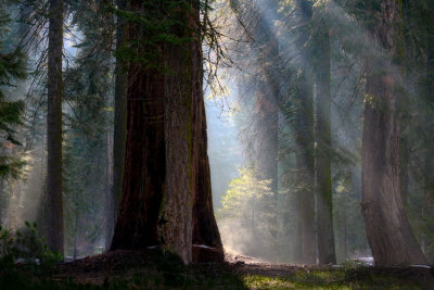 Sequoia NP