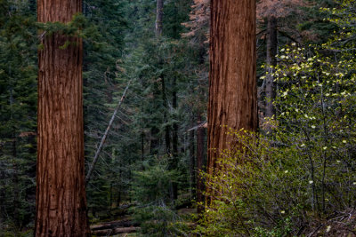 Sequoia NP