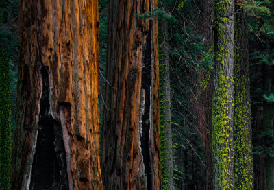 Sequoia NP