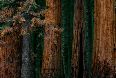 Sequoia NP