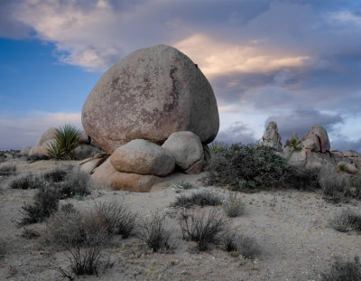 Joshua Tree
