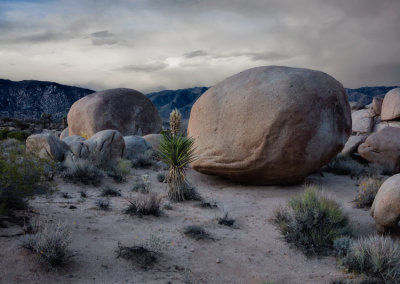 Joshua Tree