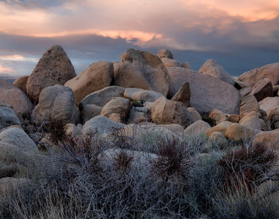 Joshua Tree