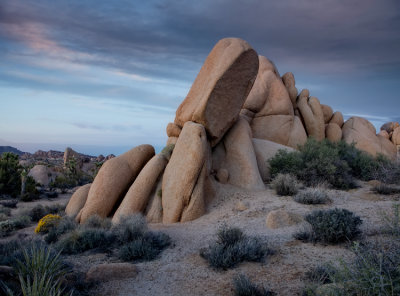 Joshua Tree