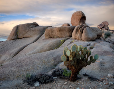 Joshua Tree