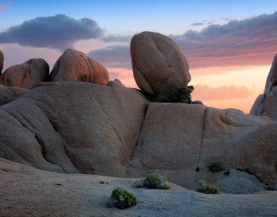 Joshua Tree