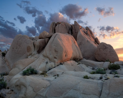 Joshua Tree