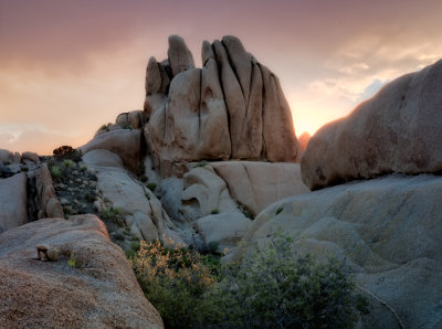 Joshua Tree