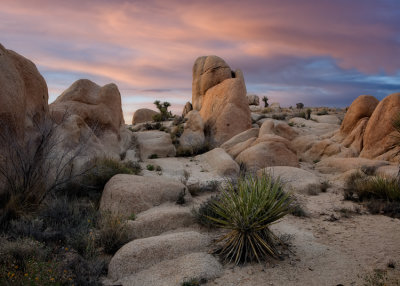 Joshua Tree