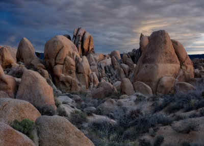 Joshua Tree