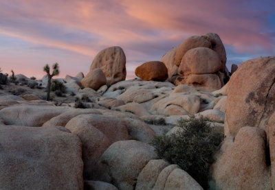 Joshua Tree