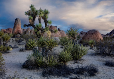 Joshua Tree