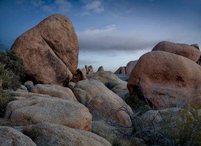 Joshua Tree