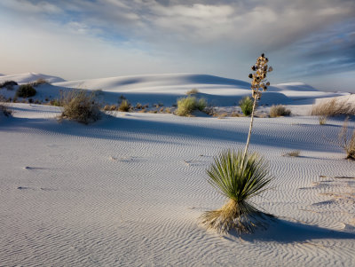 White Sands