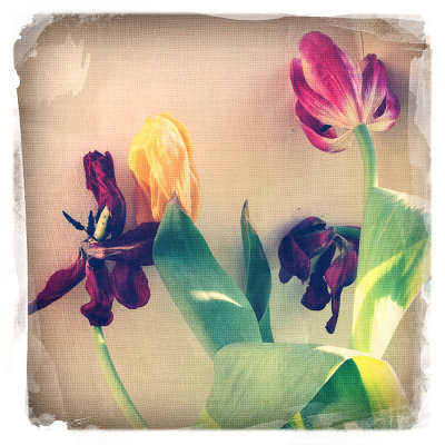 The tulips are over.