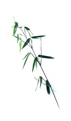 Bamboo