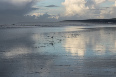  Lone Gull