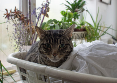 I KNOW it's clean laundry, I'm a clean cat!