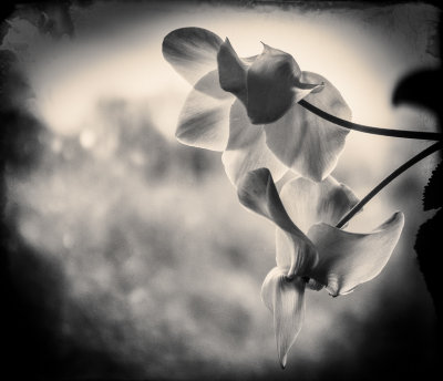 Cyclamen.