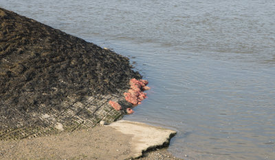 Abandoned in Appledore
