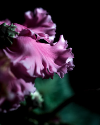 Cyclamen.