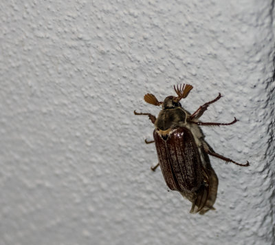 May Bug
